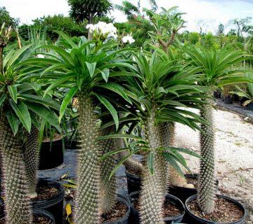 Pachypodium lamerei (Madagaskar Palmiyesi) Etli