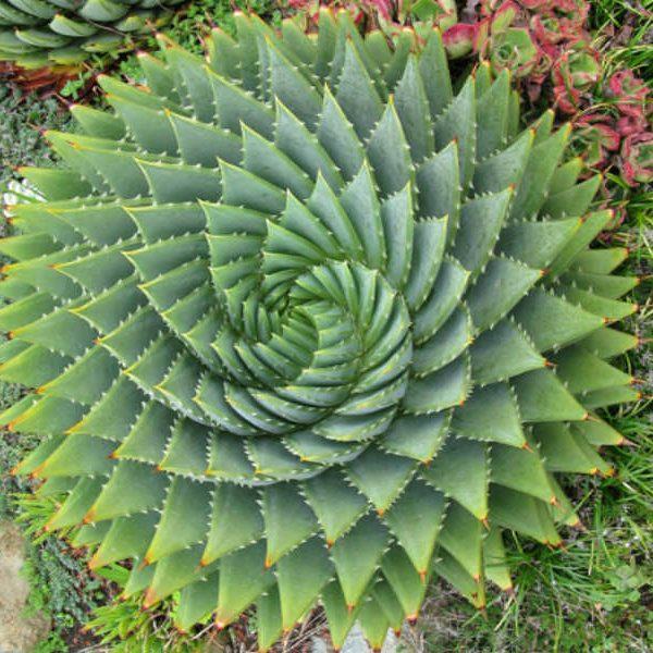 Aloe polyphylla (Spiral Aloe) Sukulent
