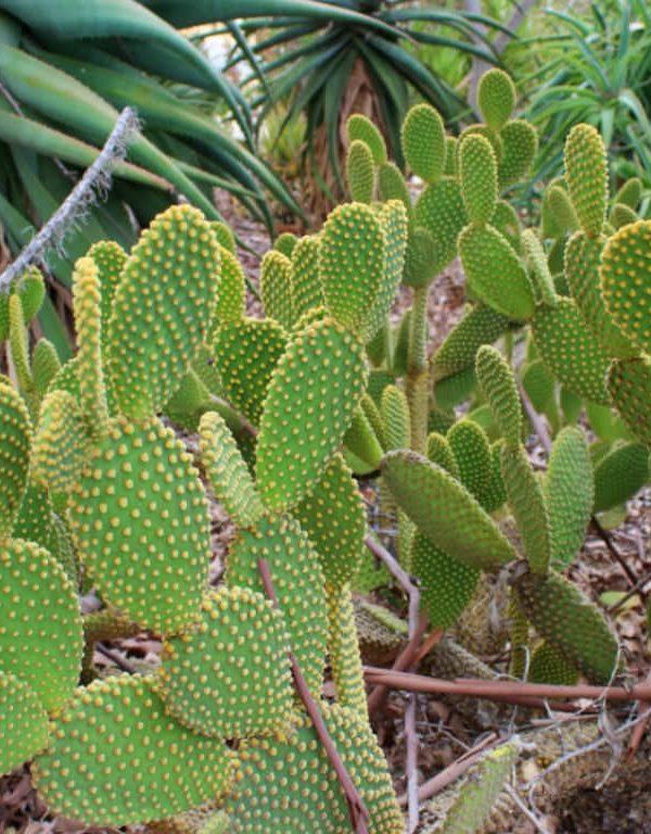 Opuntia microdasys (Bunny Ears Cactus) Etli