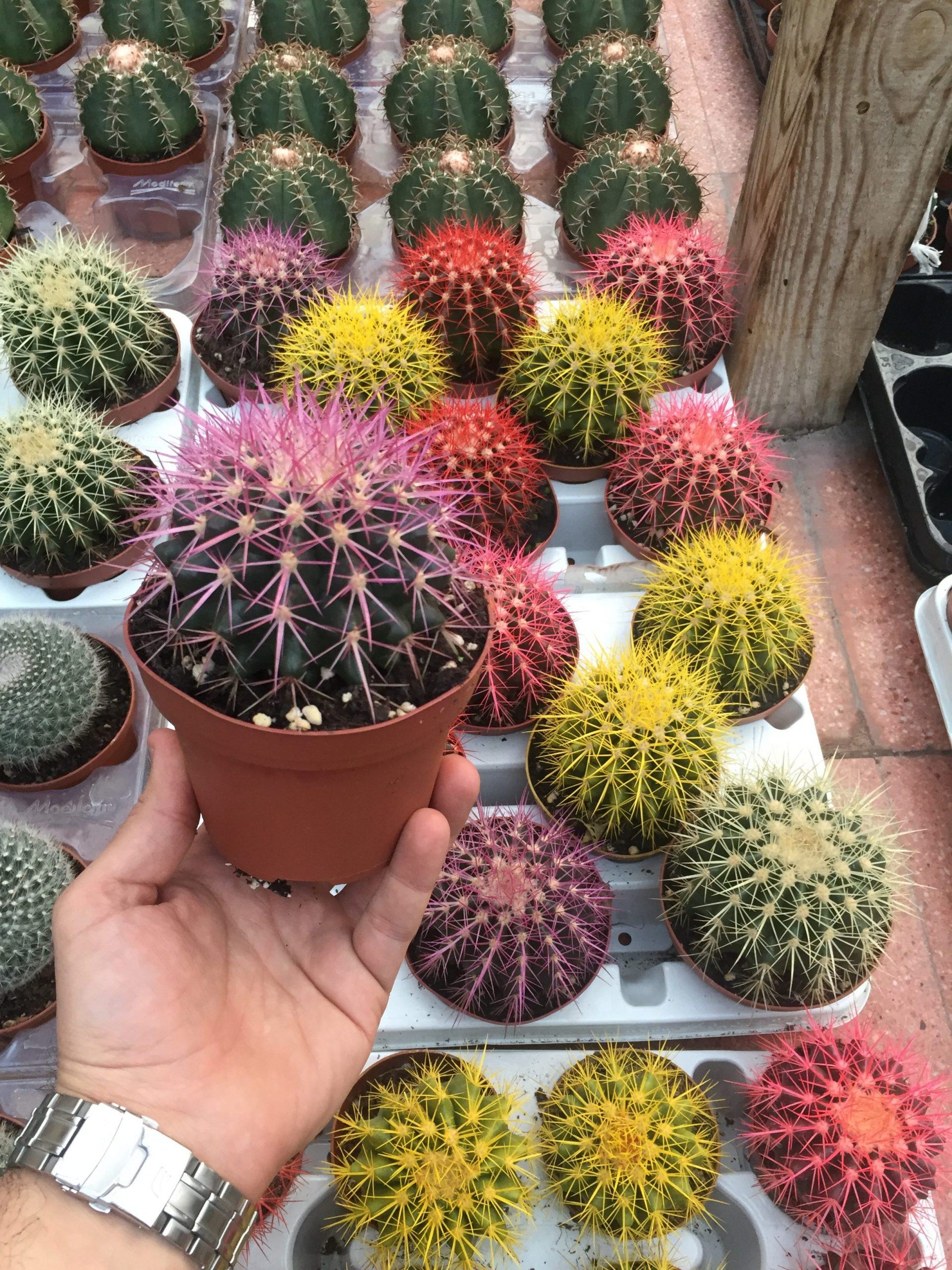 Kakts Renkli 10 cm - Trkiye nin Sukulent ve Kakts Marketi!