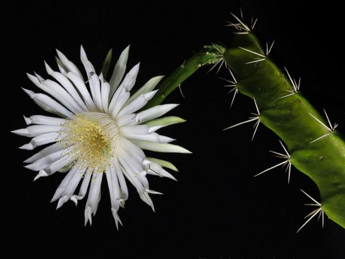 Acanthocereus tetragonus (Triangle Cactus)