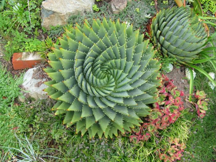 Aloe polyphylla (Spiral Aloe)