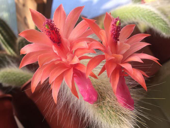 Cleistocactus winteri subsp. colademono (Monkey's Tail) aka Cleistocactus colademononis