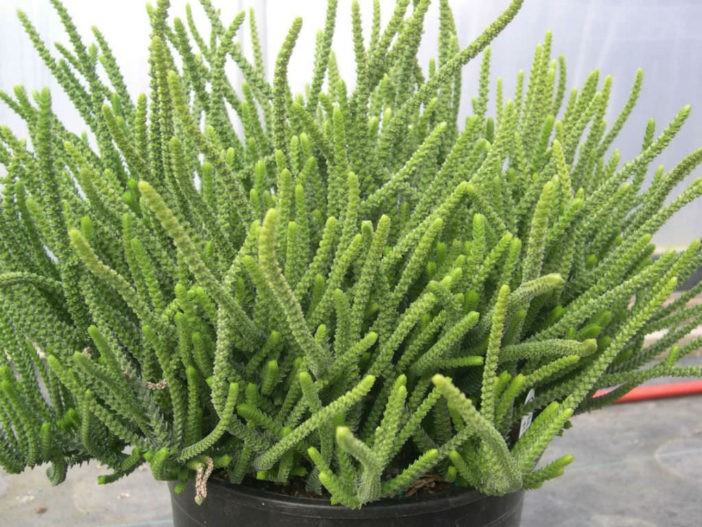 Crassula muscosa (Watch Chain)