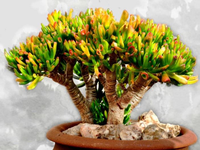 Crassula ovata 'Gollum' - Gollum Jade