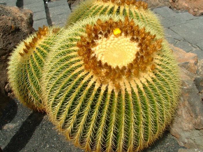 Echinocactus grusonii (Golden Barrel Cactus)