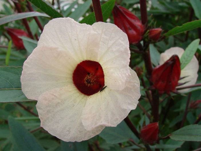 Hibiscus sabdariffa - Roselle