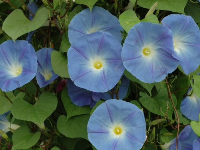 Ipomoea tricolor - Morning Glory