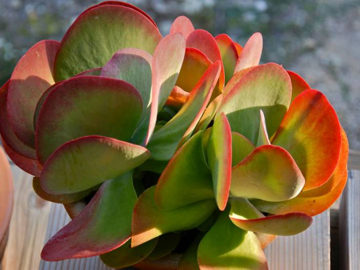 Kalanchoe luciae (Paddle Plant)