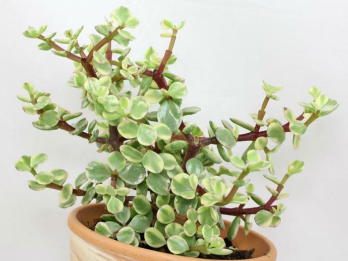 Portulacaria afra f. variegata (Rainbow Bush)