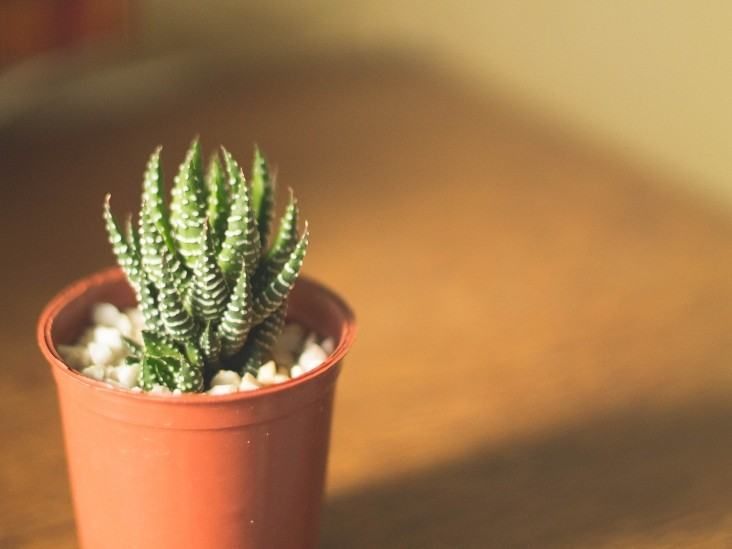 mammillaria bocasana monstruosa mammillaria bocasana 4” pot – Dose of Succulents