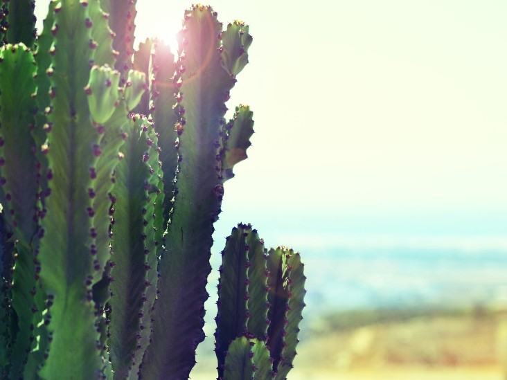 Cactus Çöllerde Hayatta Kalmak İçin Suyu Nerede Depolar?