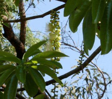 Barringtonia calyptrata (Mango Çamı)