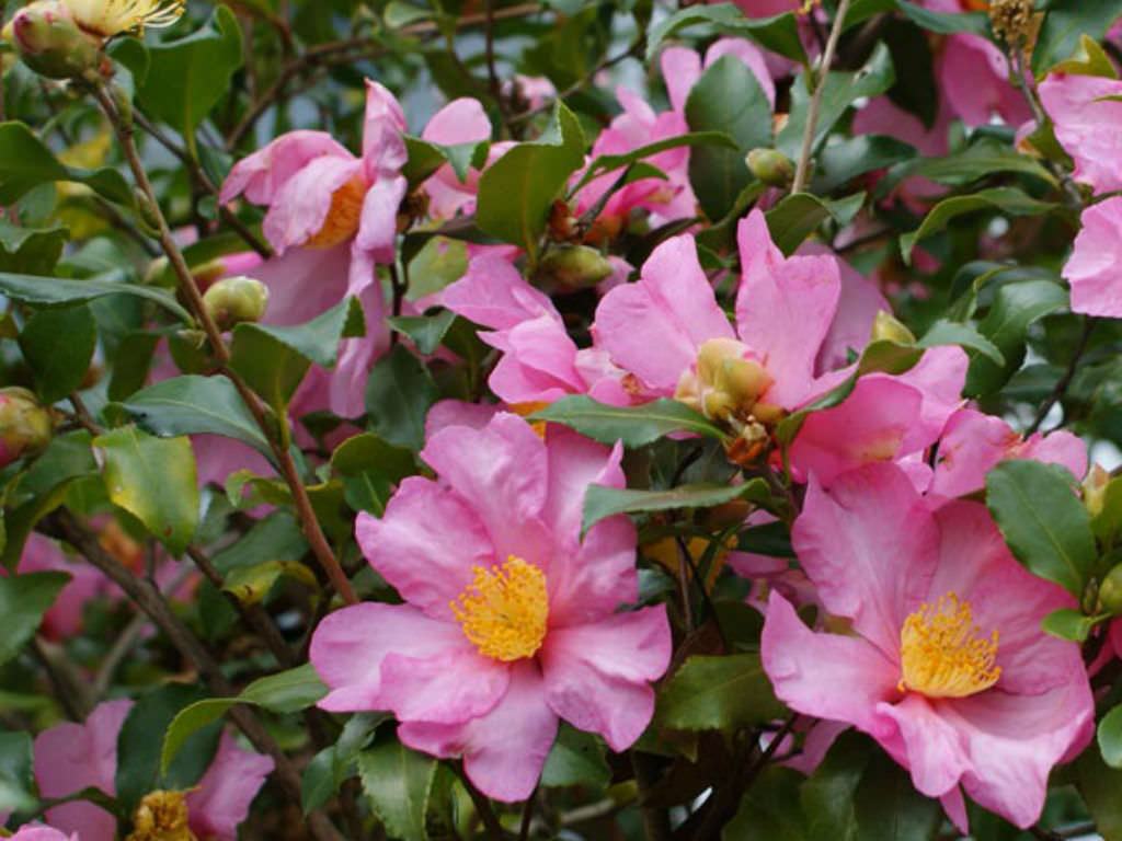 Kamelya sasanqua (Sasanqua Camellia)