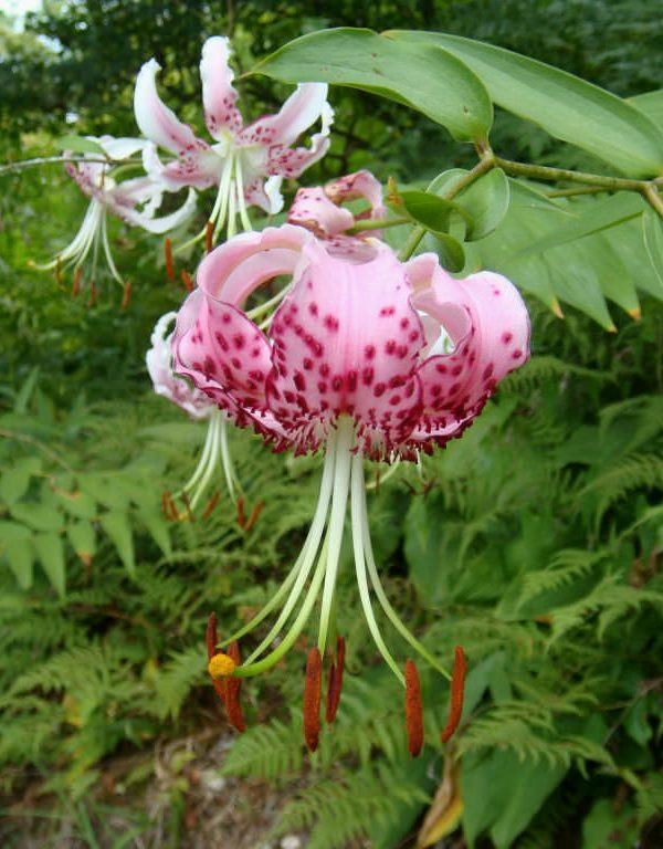 Lilium speciosum (Japon Zambağı)