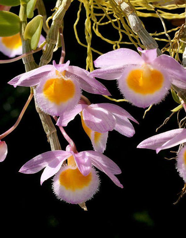 Dendrobium loddigesii (Loddiges 'Dendrobium)