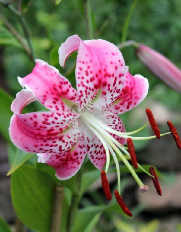 Lily speciosum var. Kırmızı (Japon Zambağı)