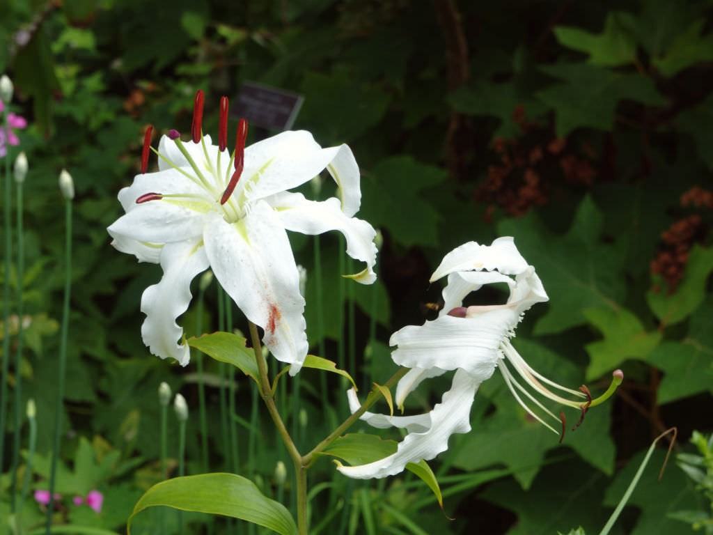 Lily speciosum var. beyaz (Japon Zambağı)