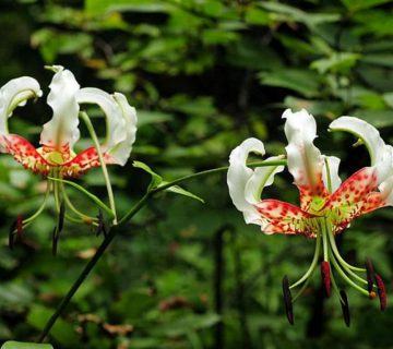 Lily speciosum var. gloriosoides (Gösterişli Zambak)