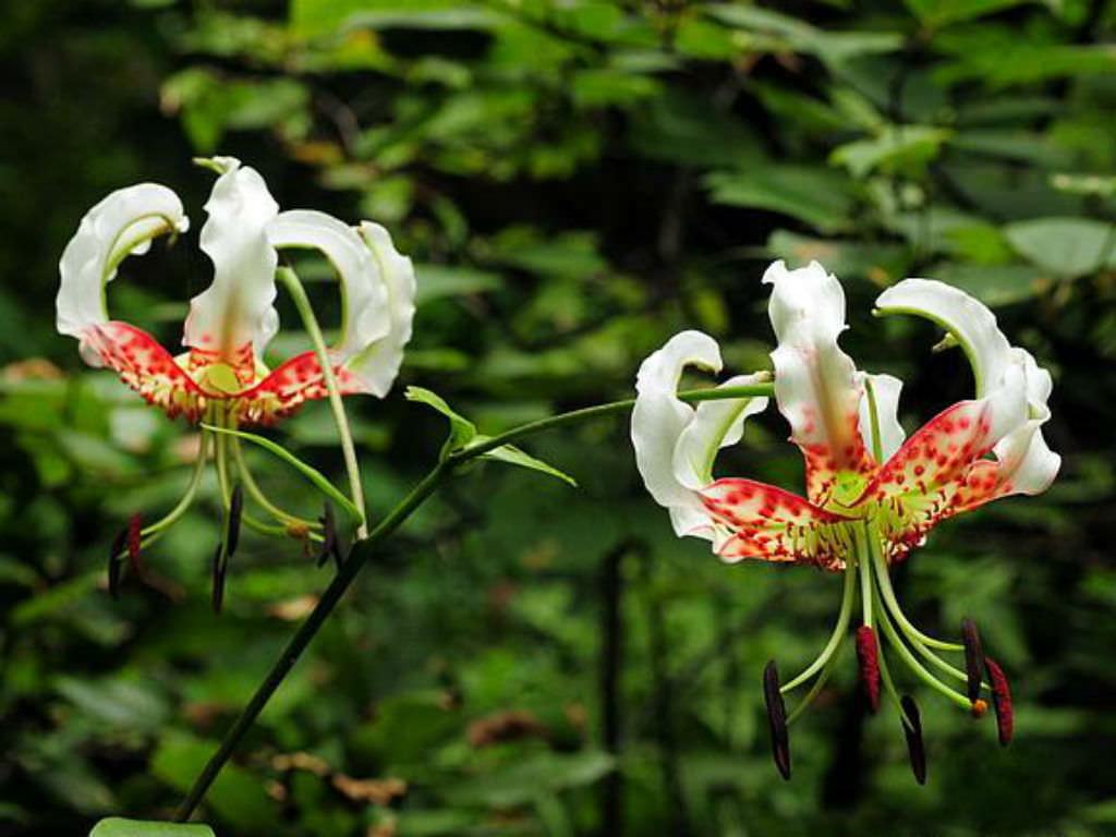 Lily speciosum var. gloriosoides (Gösterişli Zambak)