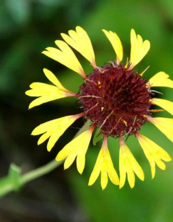 Gaillardia aestivalis (Lanceleaf Blanketflower)