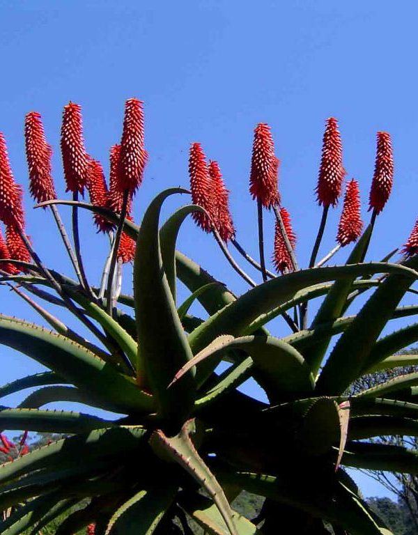 Aloe excelsa (Zimbabve Aloe) Sukulent