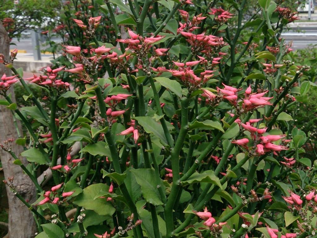 Euphorbia tithymaloides (Şeytanın Omurga) Sukulent