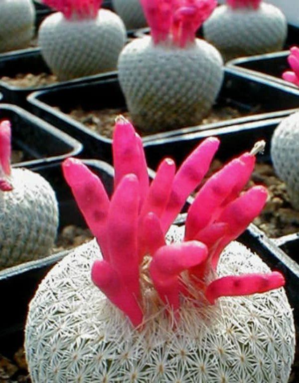 Epithelantha micromeris (Button Cactus) Etli