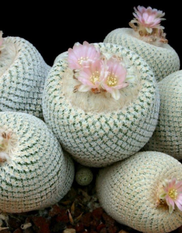 Epithelantha bokei (Pingpong Ball Cactus) Etli