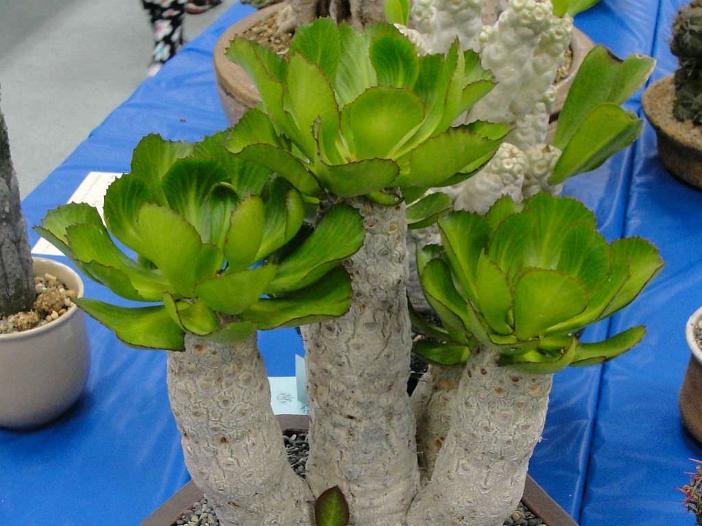 Euphorbia unispina (Mum Bitkisi) Sukulent