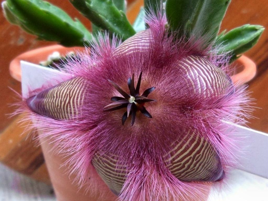 Stapelia hirsuta (Afrika Denizyıldızı Çiçekleri) Sukulent