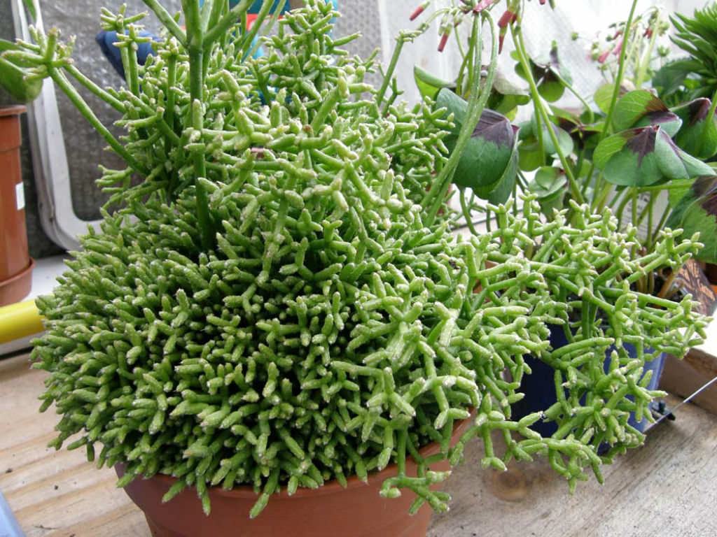 Rhipsalis cereuscula (Mercan Kakts) Etli - Trkiye nin Sukulent ve Kakts  Marketi!