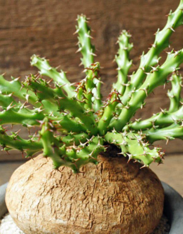 Euphorbia decidua Sukulent