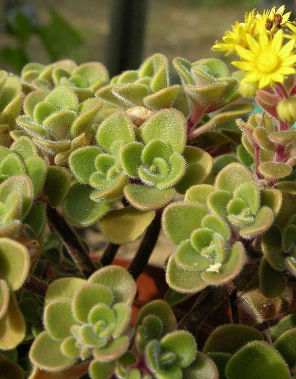 Aichryson Bethencourtianum Sukulent