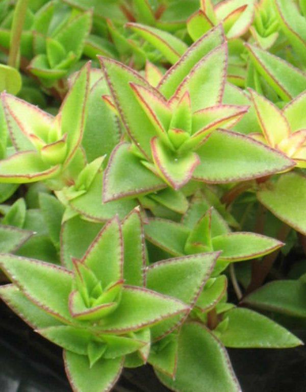 Crassula pellucida subsp. brachypetala Sukulent