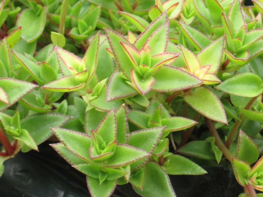 Crassula pellucida subsp. brachypetala Sukulent