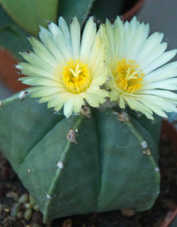 Astrophytum myriostigma var. nudum (Bishop's Cap Cactus) Etli