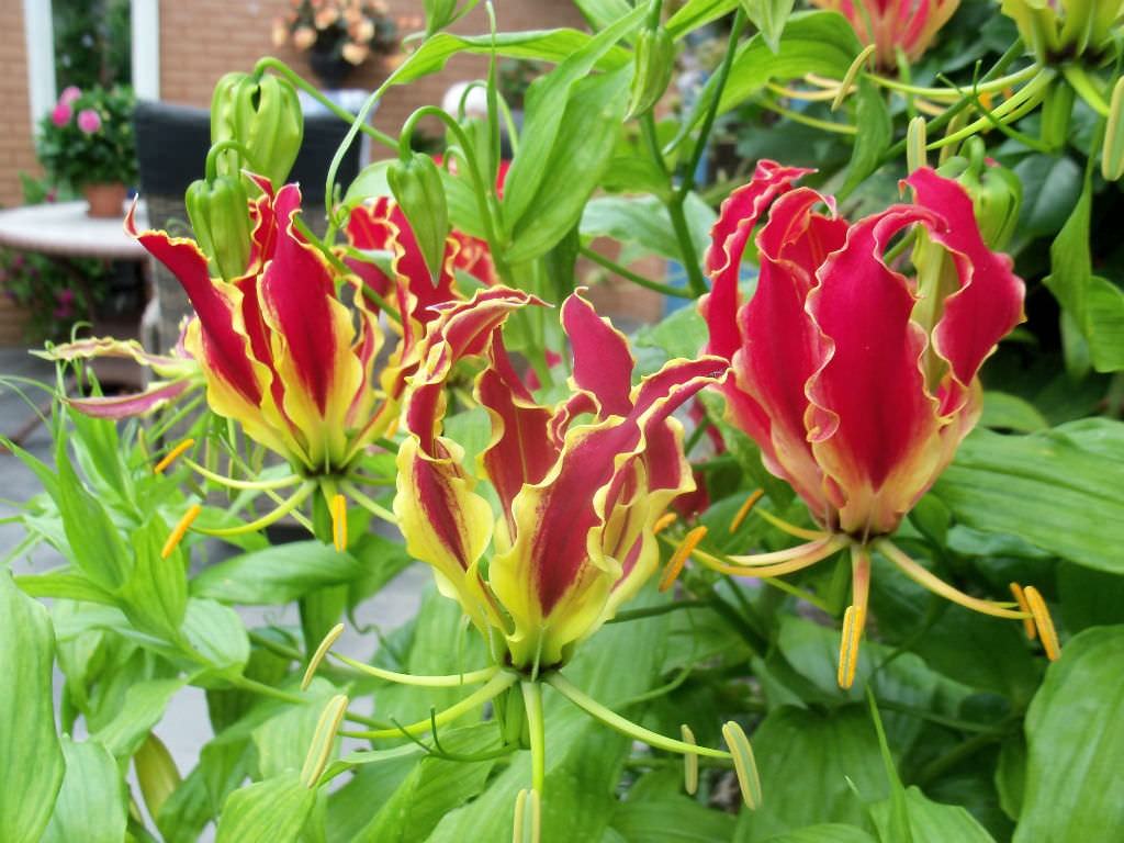 Gloriosa superba 'Rothschildiana' (Glory Lily)