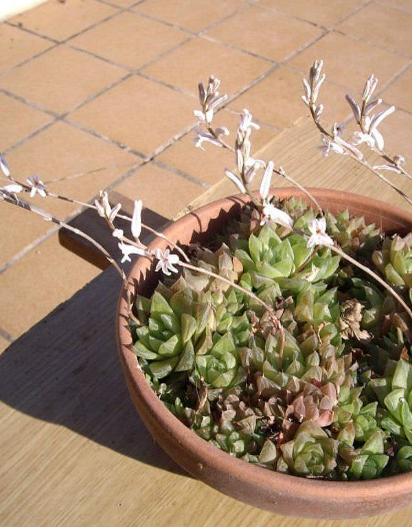 Haworthia cuspidata (Yıldız Pencere Bitki)