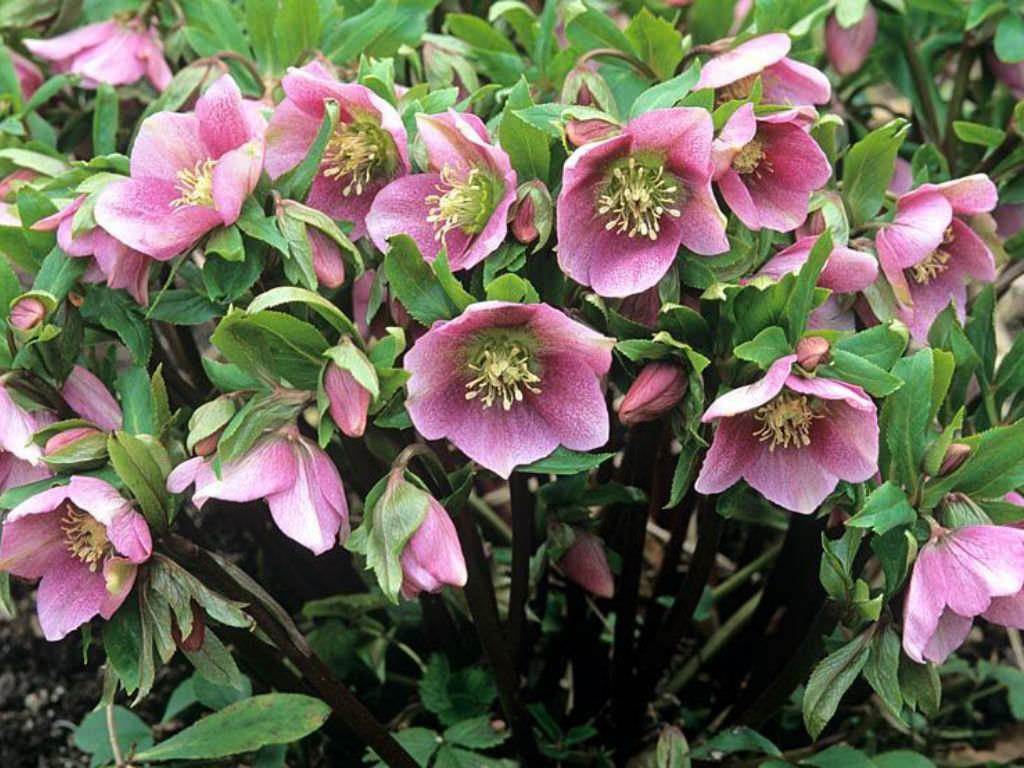 Helleborus orientalis (Mercimek Gülü) Türkiye nin Sukulent ve Kaktüs