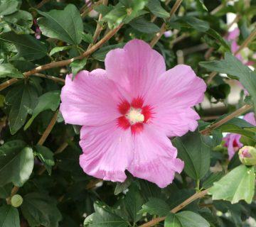 Hibiscus syriacus (Şaron Gülü)