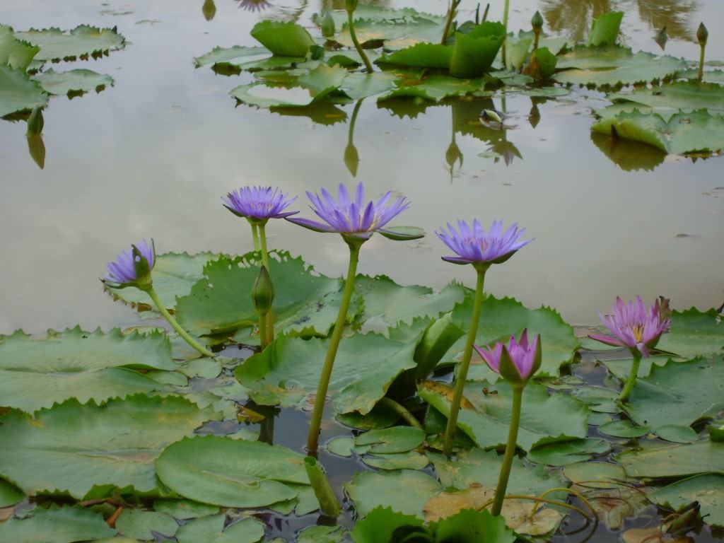 Nymphaea nouchali (Mavi Lotus)