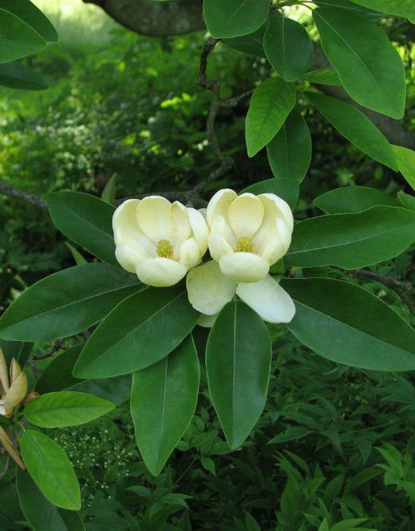 Magnolia virginiana (Sweet Bay Magnolia)