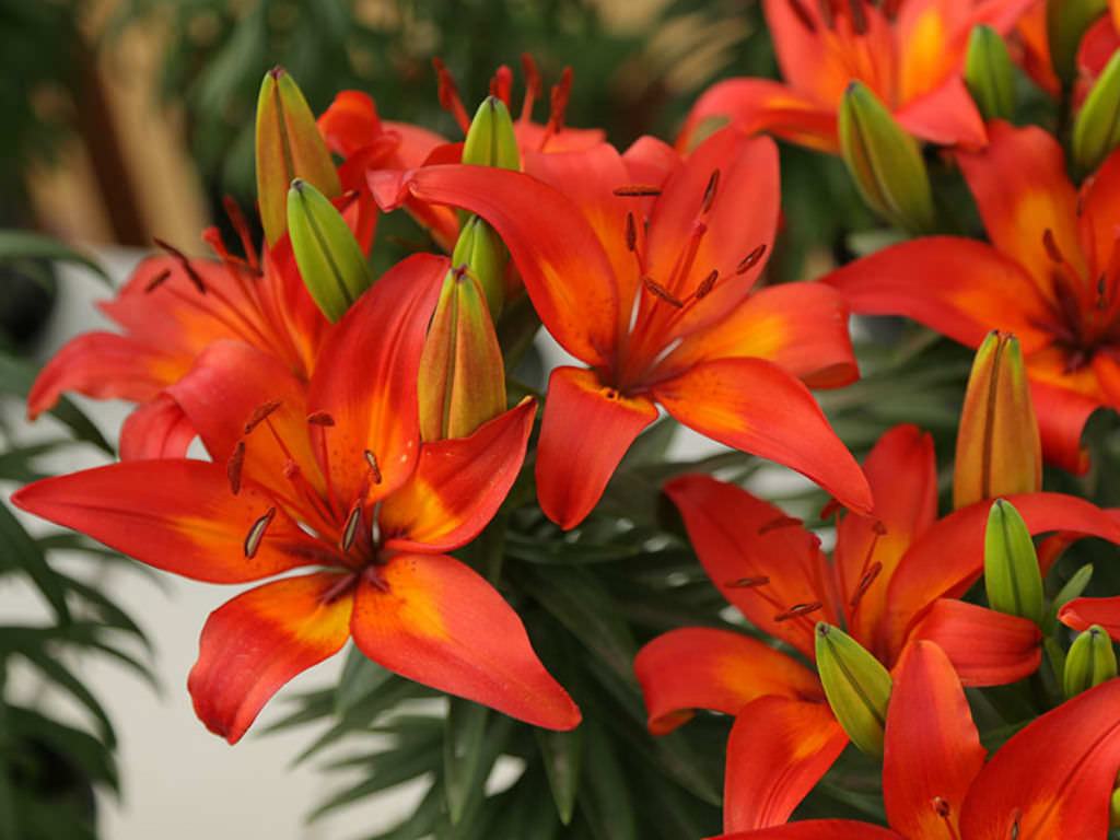 Lilium 'Matrix' (Matrix Asya Zambağı) - Türkiye nin Sukulent ve