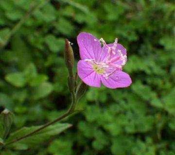 Oenothera rosea (Gül Çuha Çiçeği)