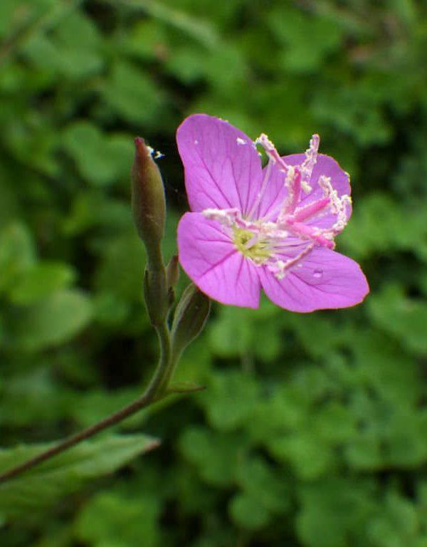 Oenothera rosea (Gül Çuha Çiçeği)