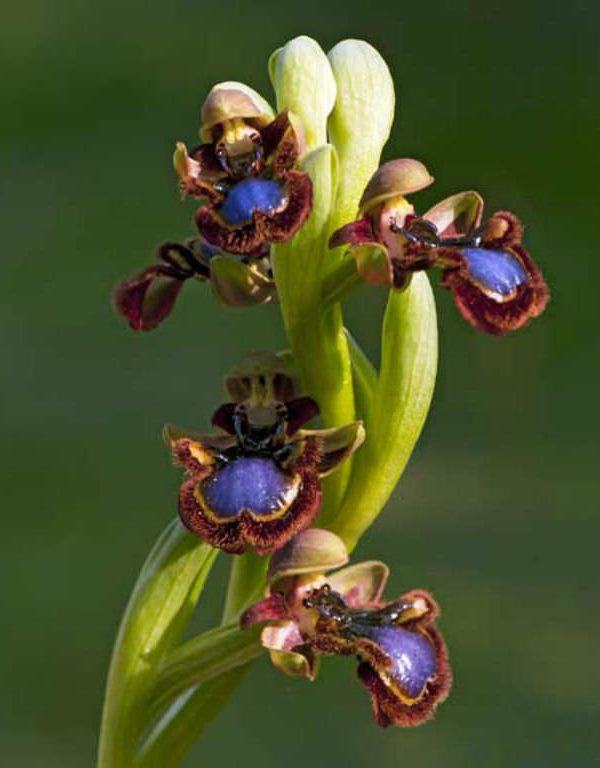 Ophrys spekulum (Ayna Orkide)
