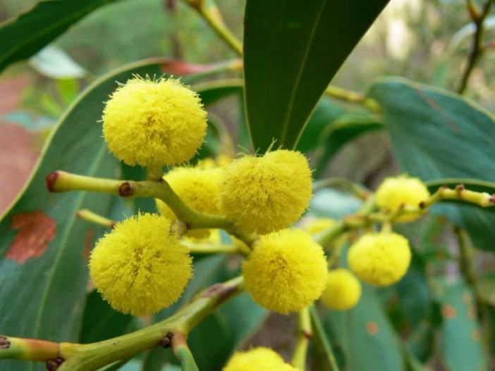 Acacia pycnantha - Golden Wattle