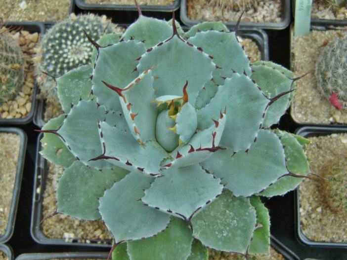 Agave isthmensis (Dwarf Butterfly Agave)