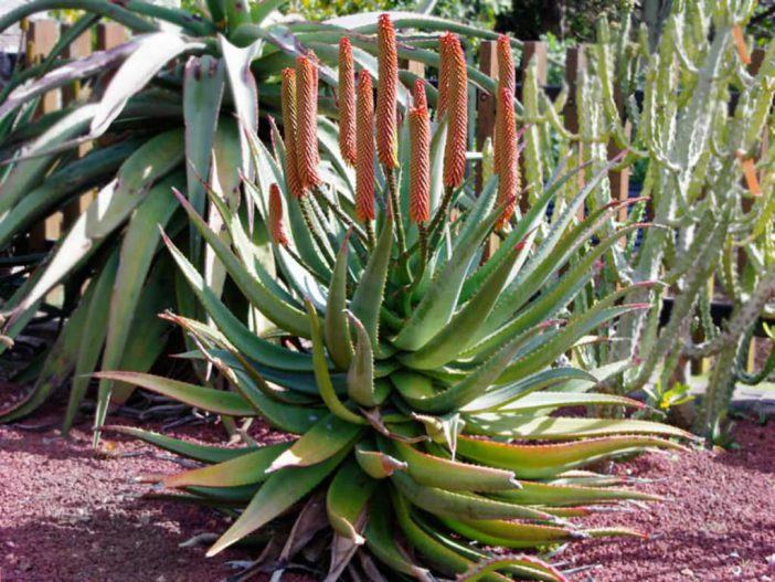 Aloe rupestris (Bottlebrush Aloe)